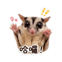 小麻糬の日常2