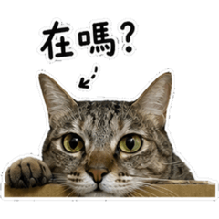 豬皮皮肥滋滋