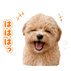 kinako_days2