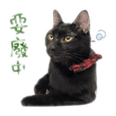 黑貓圓圓