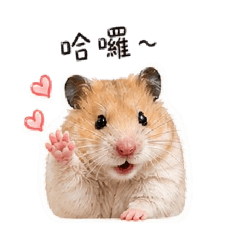 麻糬的俏皮日常