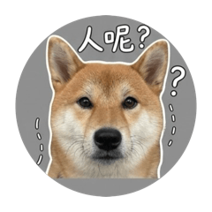 Kiki奴奴來了