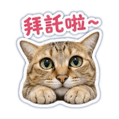 狸花貓阿福的日常
