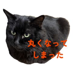 PON_20260513075130