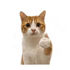 三貓日常～喵