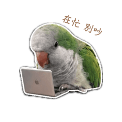 和尚鸚鵡-樂樂