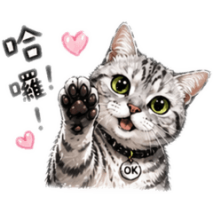 美短貓貓 陳OK