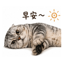 美國短毛貓阿胖日常