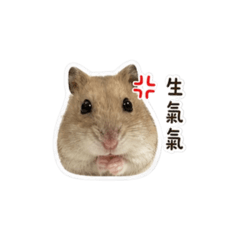 萌寵小鼠寶