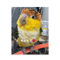 金頭凱克咚咚