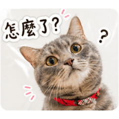 Sky cat life 5