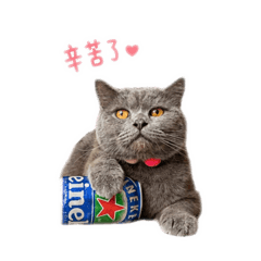 我家的貓咪們2