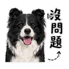 邊境牧羊犬-可麗