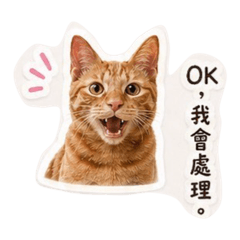 薯餅是隻橘貓（日常職場篇）