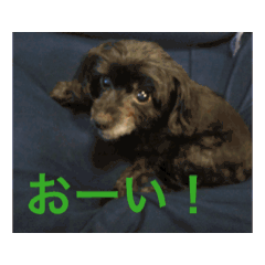 I LOVE dog_20260516105548