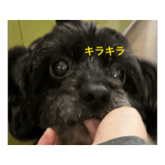 I LOVE dog&nbsp; &nbsp;inusuki