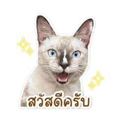 numenor_20260503004417