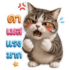 A cat - a mischievous cat.