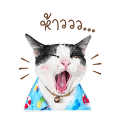 Christain is cat