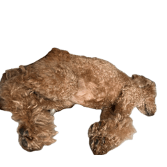 sleepingdog0624
