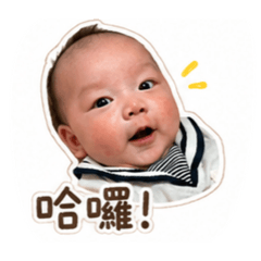 橙豬