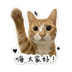 M O M O meow meow