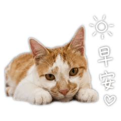 Fu福