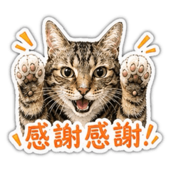 狸花貓柚子的感謝篇1