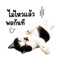Khao Nhom - The Burnt Out Tuxedo Cat