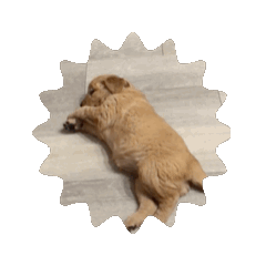 Goldengirl_20260515140747