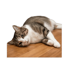 Cute Cats : Funny Meme & Daily Life