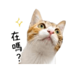 傲嬌貓語錄
