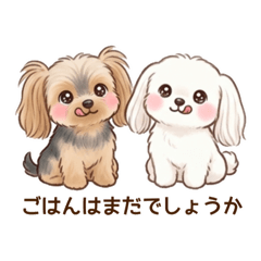 ルークとレイア①（ヨーキーとマルチーズ）