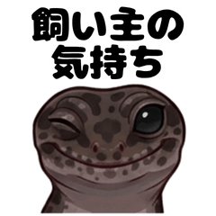 レオパな毎日　～飼い主の気持ち編～