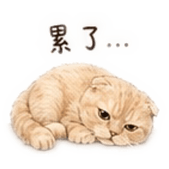 摺耳奶茶貓｜我就這樣