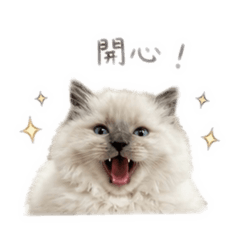 Bad baby cat