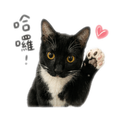 張波霸