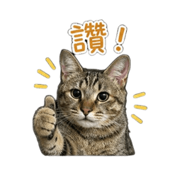 徐毛毛の日常用語