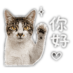 家門口的貓咪們
