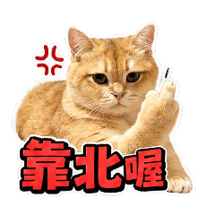 喵大王的日常1