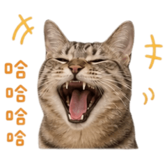 咪吉喵喵日常用語