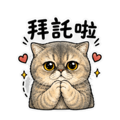 軟萌小灰灰的日常