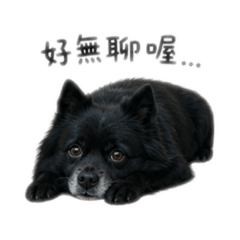 巴嚕的耍廢日常