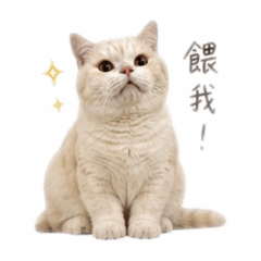 呆呆可愛日常