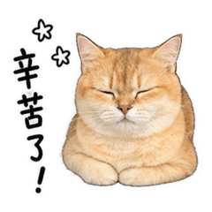烤布蕾布丁