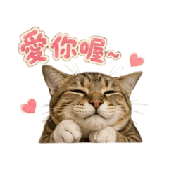 虎斑白襪Umi的日常生活