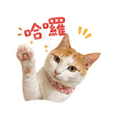軟軟喵喵喵