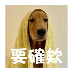 黃金獵犬菠菜日常說