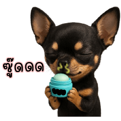 Black Chihuahua tuatung