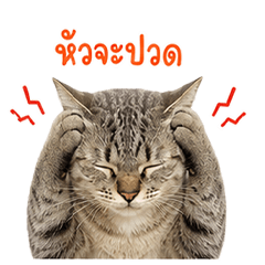 kafiar cute tabby cat
